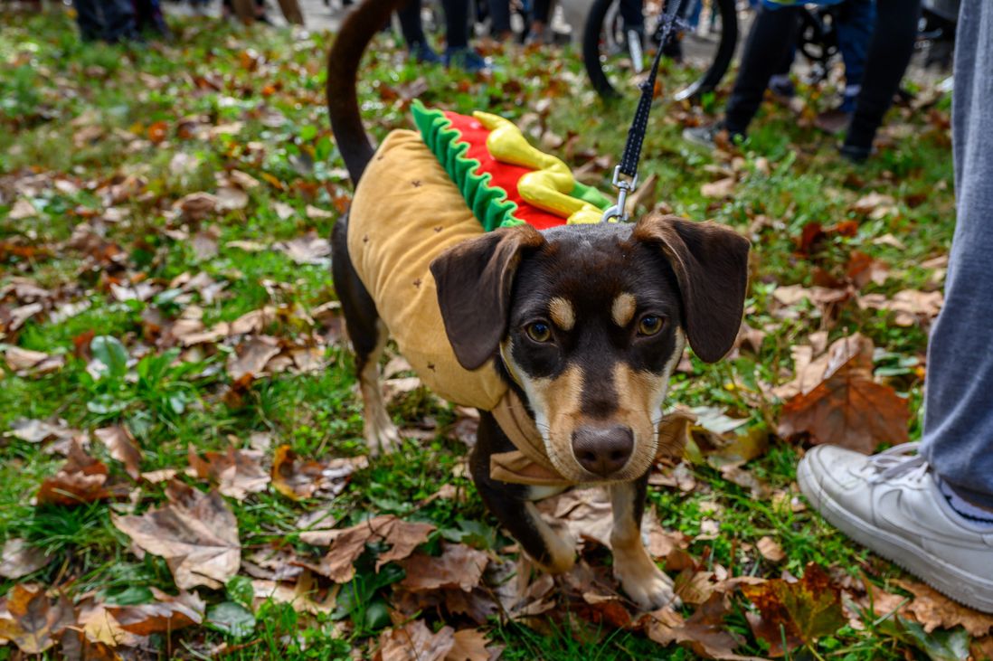 Photos from The 2021 Fort Greene Great PUPkin Dog Costume Contest